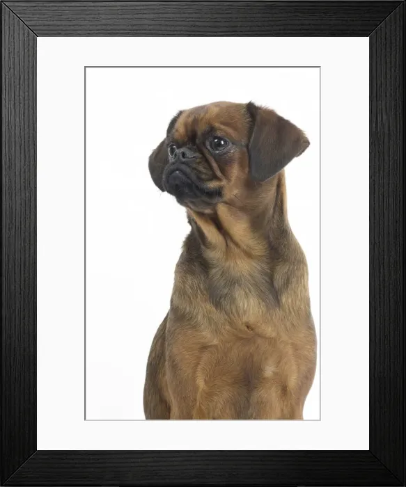 Framed Print : Picture No. 11771697 Framed Print : Picture No. 11771697
