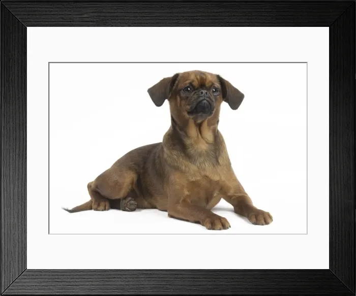 Framed Print : Picture No. 11771699 Framed Print : Picture No. 11771699