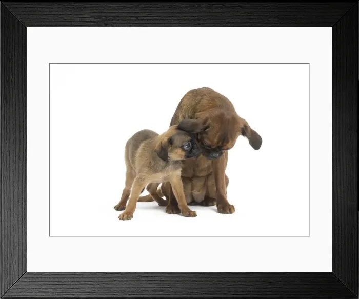 Framed Print : Picture No. 11771700 Framed Print : Picture No. 11771700