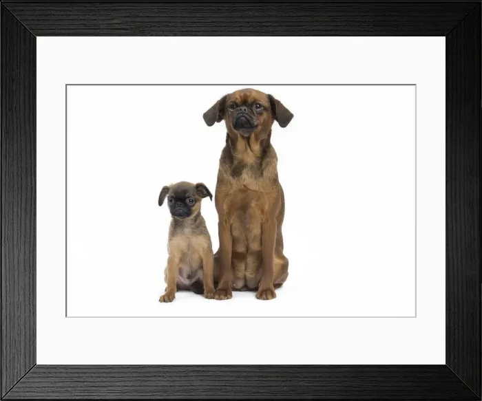 Framed Print : Picture No. 11771701 Framed Print : Picture No. 11771701