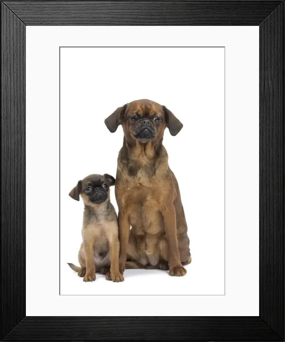 Framed Print : Picture No. 11771702 Framed Print : Picture No. 11771702