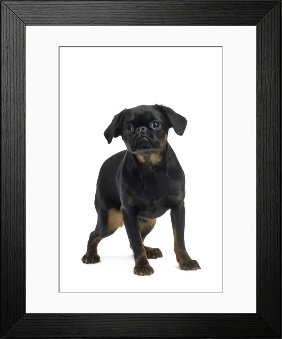 Framed Print : Picture No. 11771703 Framed Print : Picture No. 11771703