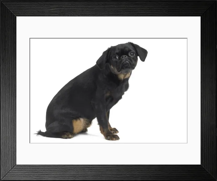 Framed Print : Picture No. 11771705 Framed Print : Picture No. 11771705