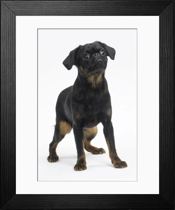 Framed Print : Picture No. 11771704 Framed Print : Picture No. 11771704