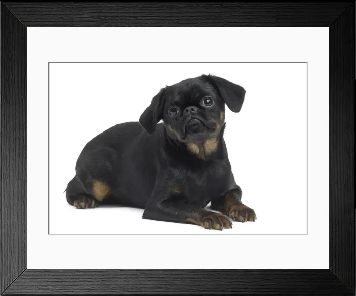 Framed Print : Picture No. 11771706 Framed Print : Picture No. 11771706