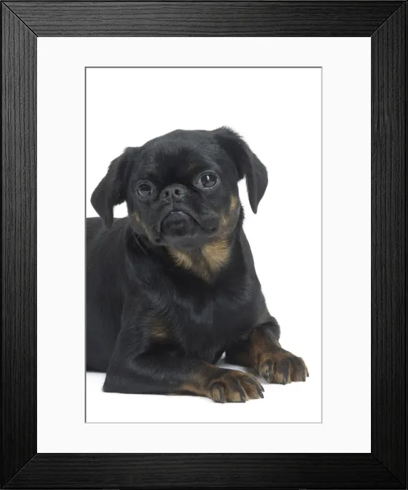 Framed Print : Picture No. 11771707 Framed Print : Picture No. 11771707