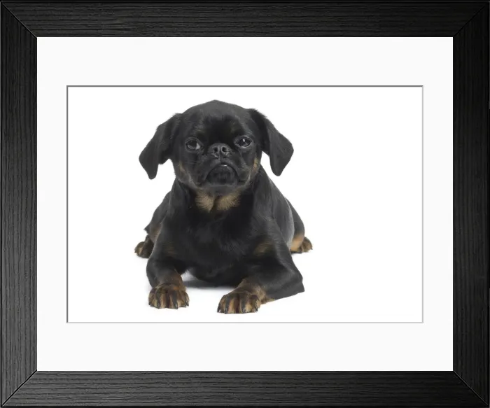 Framed Print : Picture No. 11771708 Framed Print : Picture No. 11771708