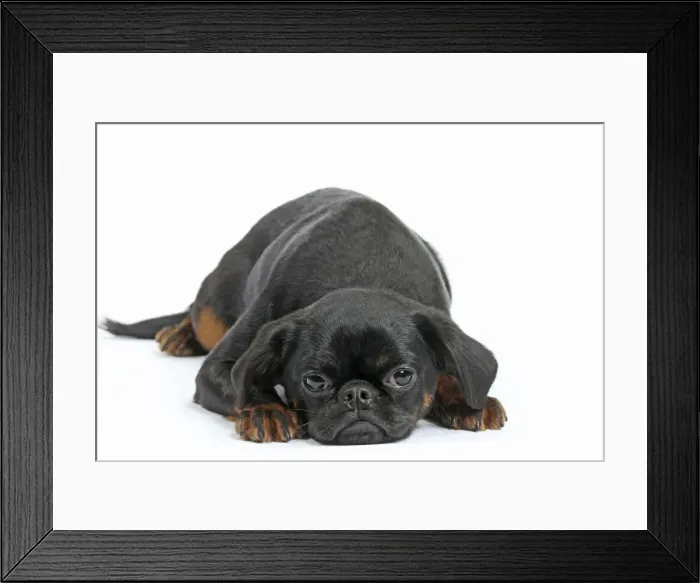Framed Print : Picture No. 11771709 Framed Print : Picture No. 11771709
