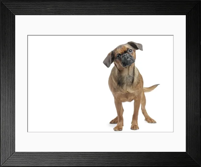 Framed Print : Picture No. 11771711 Framed Print : Picture No. 11771711