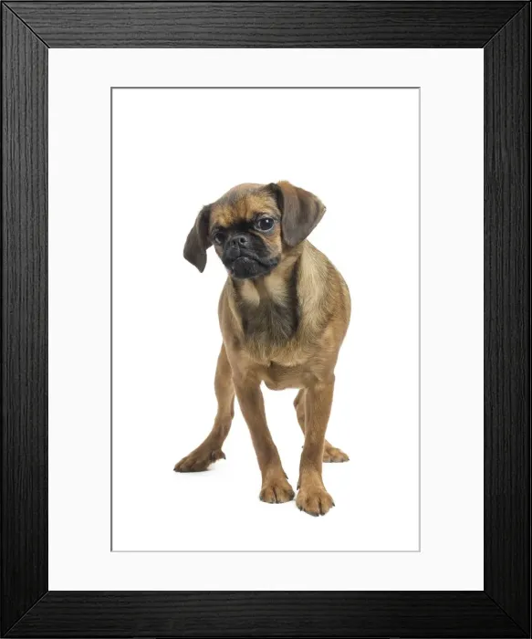 Framed Print : Picture No. 11771712 Framed Print : Picture No. 11771712
