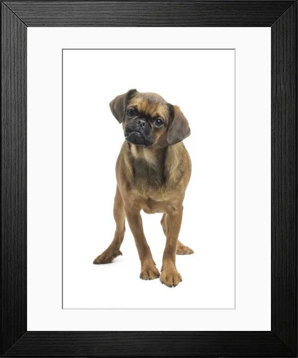 Framed Print : Picture No. 11771713 Framed Print : Picture No. 11771713