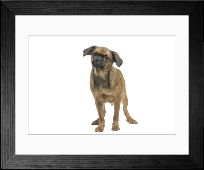 Framed Print : Picture No. 11771710 Framed Print : Picture No. 11771710