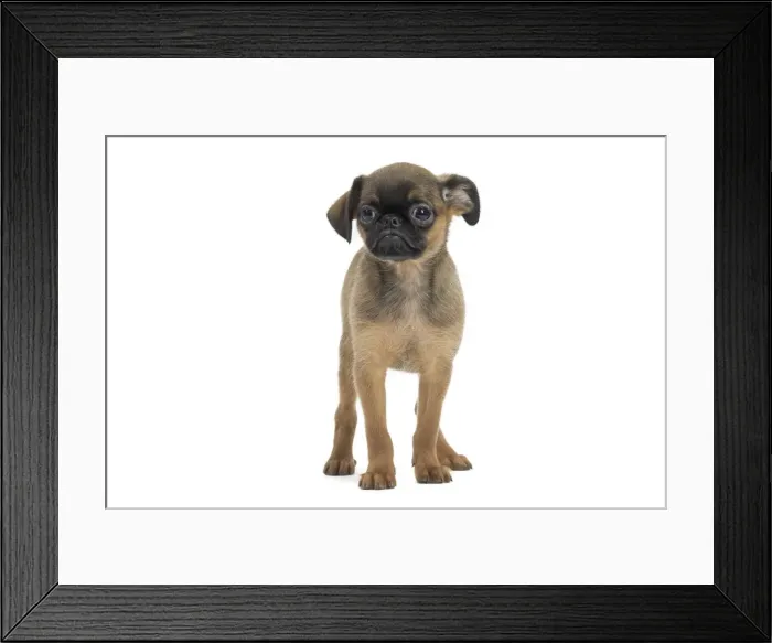 Framed Print : Picture No. 11771714 Framed Print : Picture No. 11771714