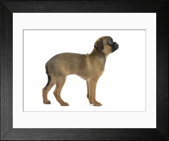 Framed Print : Picture No. 11771715 Framed Print : Picture No. 11771715