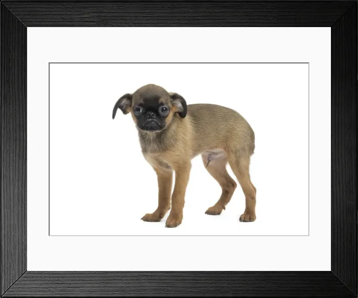 Framed Print : Picture No. 11771716 Framed Print : Picture No. 11771716