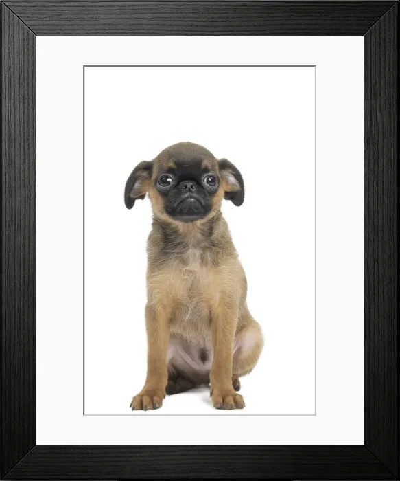 Framed Print : Picture No. 11771717 Framed Print : Picture No. 11771717