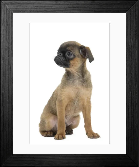 Framed Print : Picture No. 11771718 Framed Print : Picture No. 11771718