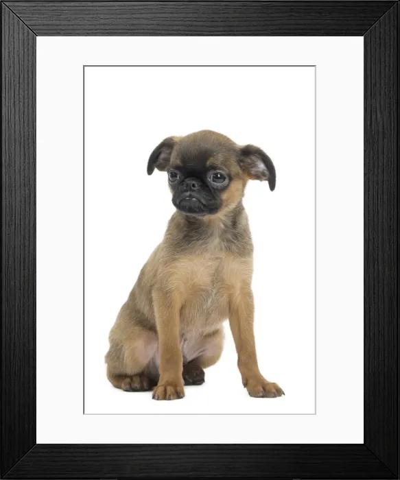 Framed Print : Picture No. 11771719 Framed Print : Picture No. 11771719