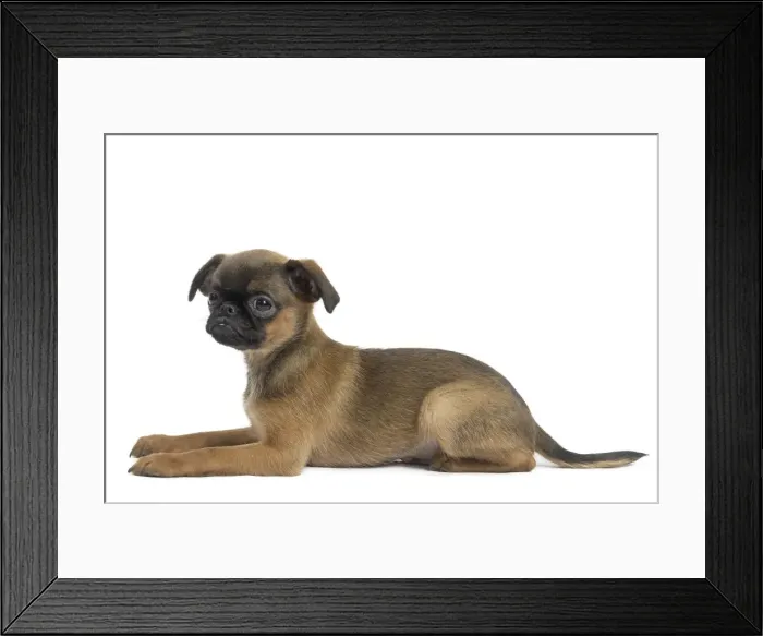 Framed Print : Picture No. 11771720 Framed Print : Picture No. 11771720