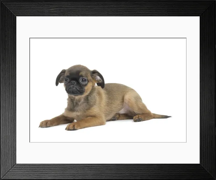 Framed Print : Picture No. 11771721 Framed Print : Picture No. 11771721