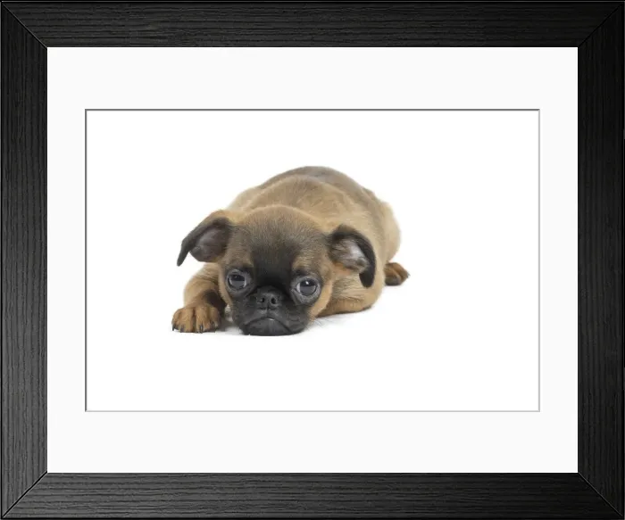 Framed Print : Picture No. 11771722 Framed Print : Picture No. 11771722