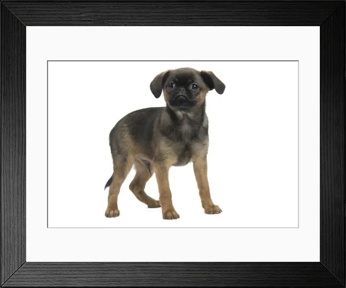 Framed Print : Picture No. 11771724 Framed Print : Picture No. 11771724