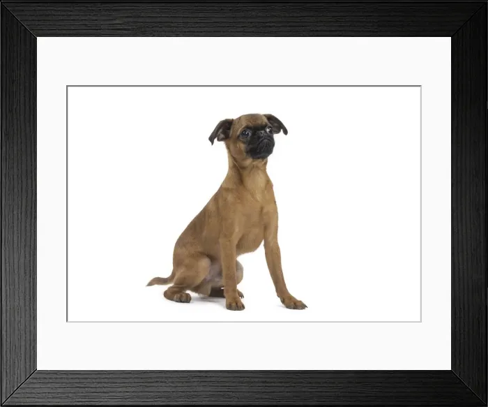 Framed Print : Picture No. 11771725 Framed Print : Picture No. 11771725