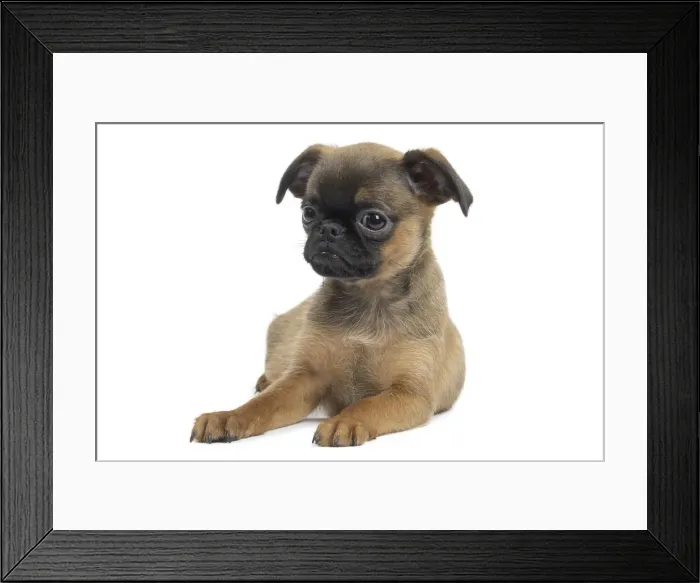 Framed Print : Picture No. 11771723 Framed Print : Picture No. 11771723