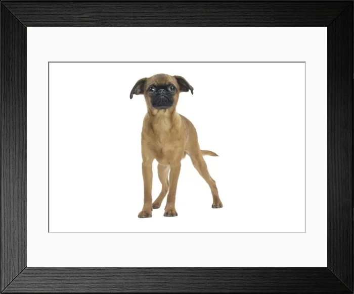 Framed Print : Picture No. 11771726 Framed Print : Picture No. 11771726