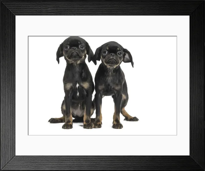 Framed Print : Picture No. 11771727 Framed Print : Picture No. 11771727