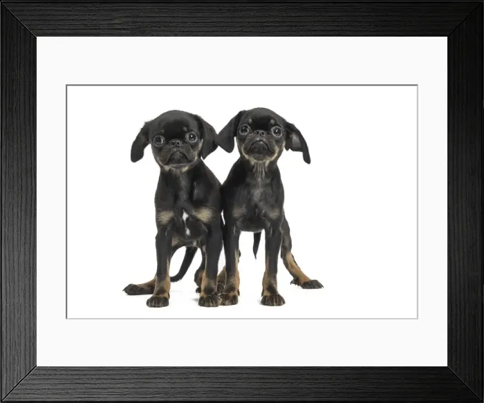 Framed Print : Picture No. 11771728 Framed Print : Picture No. 11771728