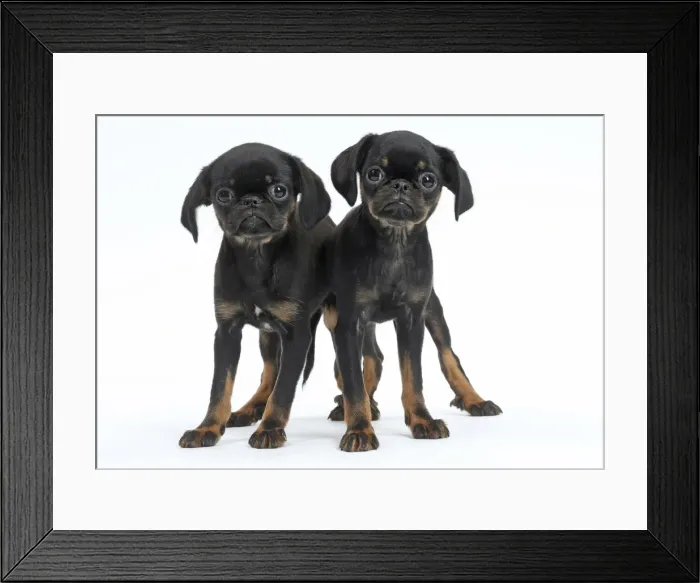 Framed Print : Picture No. 11771730 Framed Print : Picture No. 11771730