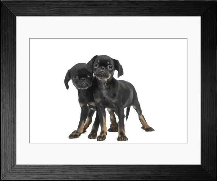 Framed Print : Picture No. 11771729 Framed Print : Picture No. 11771729