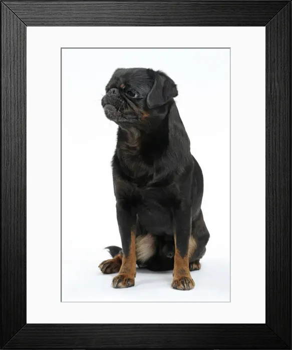 Framed Print : Picture No. 11771733 Framed Print : Picture No. 11771733