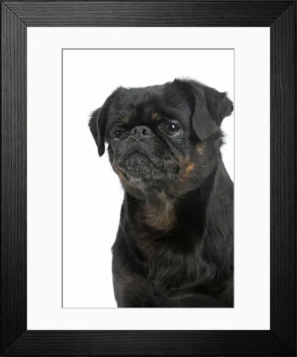 Framed Print : Picture No. 11771732 Framed Print : Picture No. 11771732