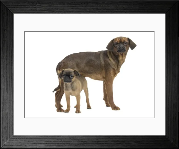 Framed Print : Picture No. 11771734 Framed Print : Picture No. 11771734