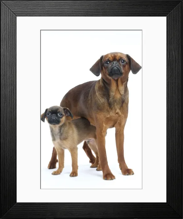 Framed Print : Picture No. 11771736 Framed Print : Picture No. 11771736