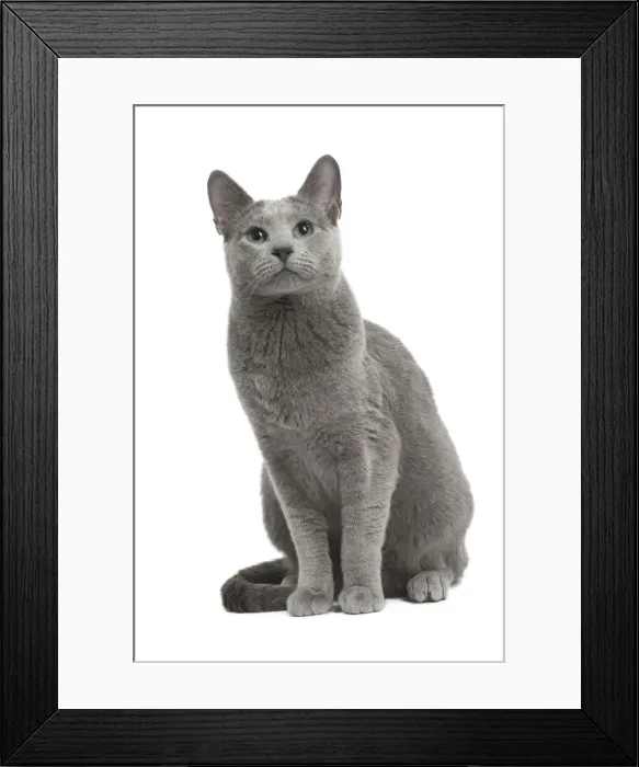 Framed Print : Picture No. 11771737 Framed Print : Picture No. 11771737