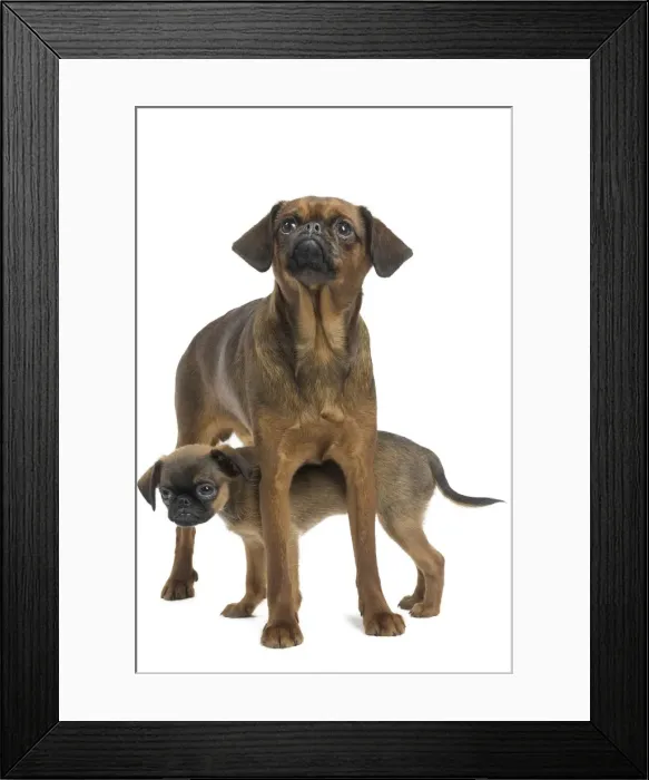 Framed Print : Picture No. 11771735 Framed Print : Picture No. 11771735