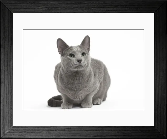 Framed Print : Picture No. 11771738 Framed Print : Picture No. 11771738