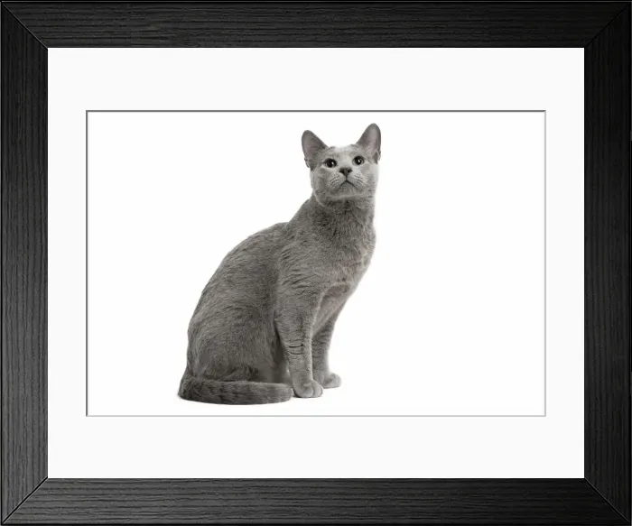 Framed Print : Picture No. 11771739 Framed Print : Picture No. 11771739