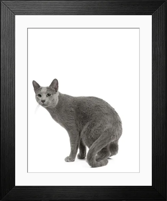 Framed Print : Picture No. 11771744 Framed Print : Picture No. 11771744