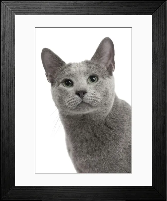 Framed Print : Picture No. 11771746 Framed Print : Picture No. 11771746