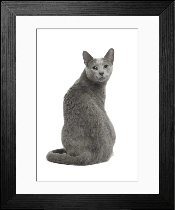 Framed Print : Picture No. 11771747 Framed Print : Picture No. 11771747