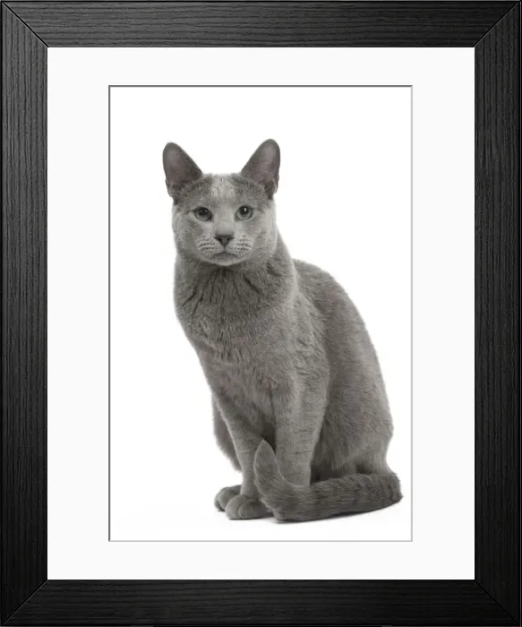 Framed Print : Picture No. 11771748 Framed Print : Picture No. 11771748