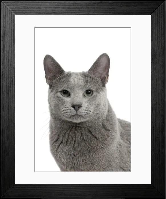 Framed Print : Picture No. 11771750 Framed Print : Picture No. 11771750