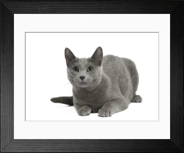 Framed Print : Picture No. 11771755 Framed Print : Picture No. 11771755