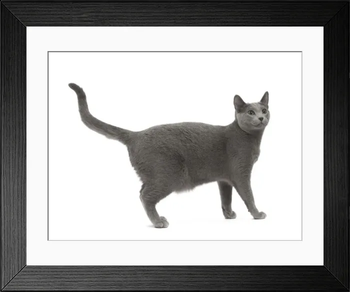 Framed Print : Picture No. 11771756 Framed Print : Picture No. 11771756