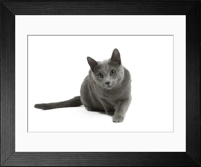 Framed Print : Picture No. 11771757 Framed Print : Picture No. 11771757