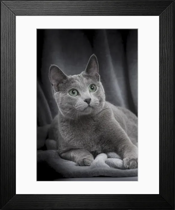Framed Print : Picture No. 11771758 Framed Print : Picture No. 11771758